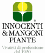 innocentimangoni